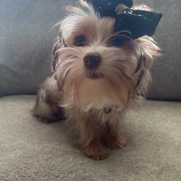 Penelope - Gold female Yorkshire Terrier puppy in Prosper, Texas from DaintyDawlz