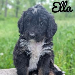 Ella - Tri-color female Bernedoodle puppy in Lancaster, Minnesota from Richardville Hunde