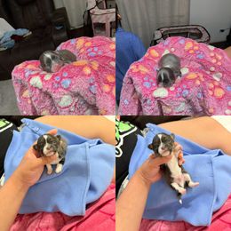 Gordo - Blue and white male Chihuahua puppy in Burleson, Texas from BabydollYorkiesofTexas