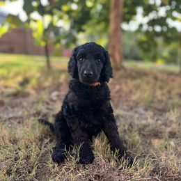 Poodle Puppies from Tyler Family Poodles