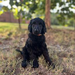 Poodle Puppies from Tyler Family Poodles