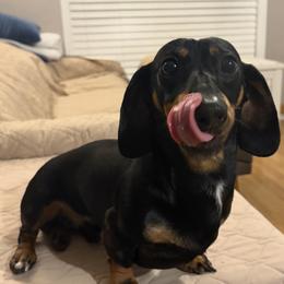 Dachshund Puppies from Whinebarkdachshunds LLC