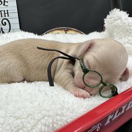 Steele - Cream male Dachshund puppy in Saginaw, Texas from Saginaw Dachshunds