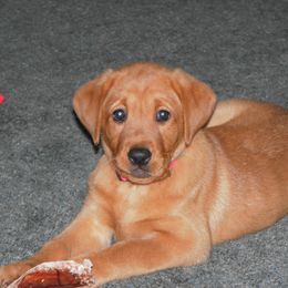 Labrador Retriever Puppies from Hidden River Retrievers