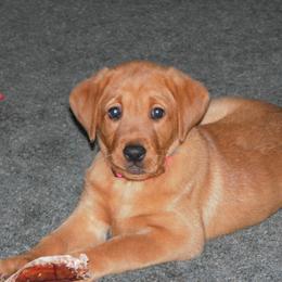 Labrador Retriever Puppies from Hidden River Retrievers
