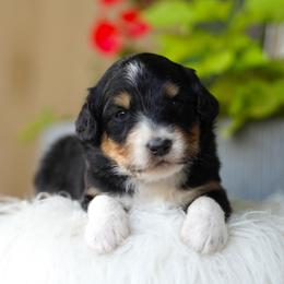 Aussiedoodle puppies from Lilac City Doodles