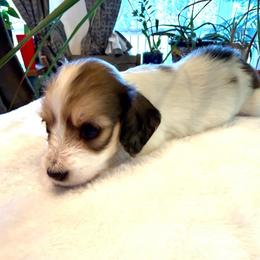 Girl2 - Piebald female Dachshund puppy in Spokane, Washington from Dearhaven Doxie