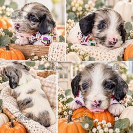 Mr. Green-3800 - Dapple male Dachshund puppy in Sparr, Florida from From the Heart Doxies