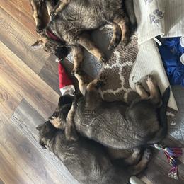 Broc - Sable male German Shepherd puppy in Mt. Sterling, Kentucky from Haus Der Herzenskrieger