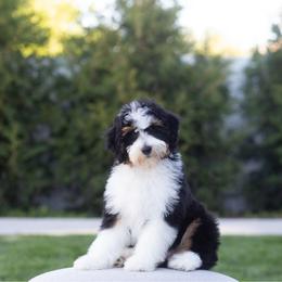 Darla - Tri-color female Bernedoodle puppy in South Jordan, Utah from Lady Paws Puppies - Cassie