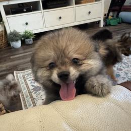 Otter pup - Wolf sable male Pomsky puppy in San Diego, California from Pine & Sea Poms and Pomskies