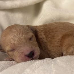 Adonis - Apricot male Labradoodle puppy in Blythwood, South Carolina from Exotic and Designer Doodles