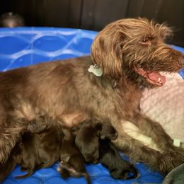 Baby 4 - Liver male Pudelpointer puppy in Sioux Falls, South Dakota from Saddle Creek Kennels