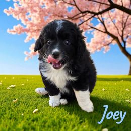 Joey - Black and white male Aussiedoodle puppy in Lebanon, Oregon from Abbott Family Farm
