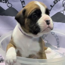 Maverick - Boxer puppy from Hillbillie Boxers