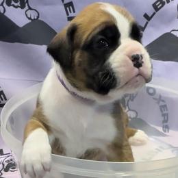 Maverick - Boxer puppy from Hillbillie Boxers