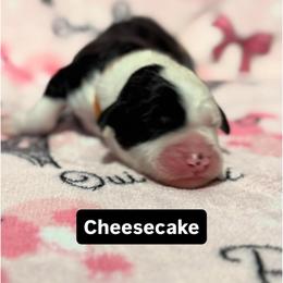 CHEESECAKE - Black and white female Sheepadoodle puppy in Riverside, California from Downtown Doodles & Frenchies