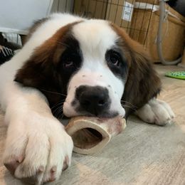 Heidi - Mahogany and white female Saint Bernard puppy in Auburn, Washington from Sara’s Saint Bernards