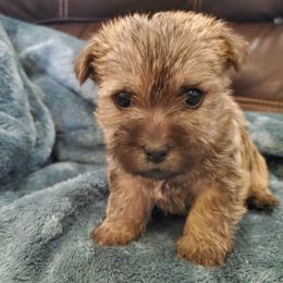 Cairn Terrier Puppies from Ferguson's Cairn Terriers