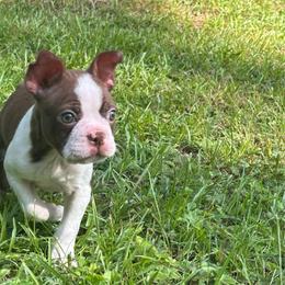 Red - Red male Boston Terrier puppy in Conyers, Georgia from Dixe Hill Dogs
