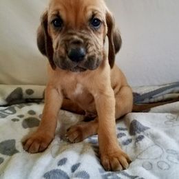 Boy 7 - Red male Bloodhound puppy in Paoli, Indiana from Houndsarunning Bloodhounds