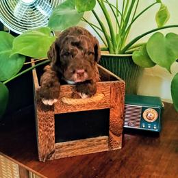 Schroeder - Chocolate male Australian Labradoodle puppy in Atascadero, California from Classic Poodles and Doodles