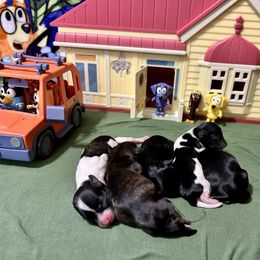 Lucky - Black and white male Havanese puppy in Orange, California from Havanese Bragger’s