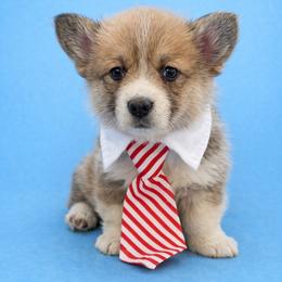 Jamie - White and red male Pembroke Welsh Corgi puppy in Ramona, Oklahoma from Eden Farms Corgis