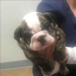 Acton - Red brindle and white male Bulldog puppy in Laurel, Montana from Bull Mountain Bulldogs