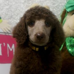 Poodle Puppies from Waggin Tails Poodles