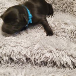Girl 1 - Black Schnoodle puppy in Leitchfield, Kentucky from Eveleigh Acres Puppies