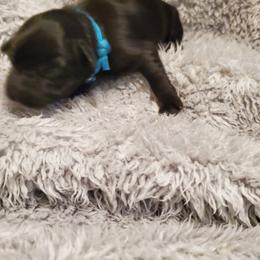 Girl 1 - Black Schnoodle puppy in Leitchfield, Kentucky from Eveleigh Acres Puppies