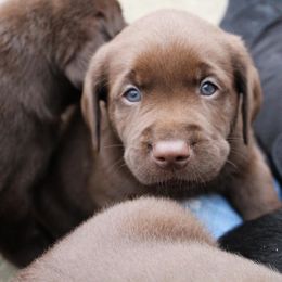 Labrador Retriever Puppies from Converse Premium Labs
