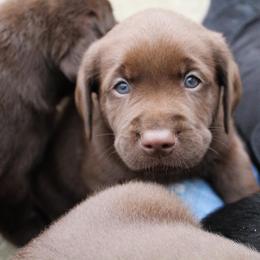 Labrador Retriever Puppies from Converse Premium Labs
