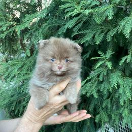 Grizzly Bear (Chocolate Pom) - Chocolate male Pomeranian puppy in Citrus Heights, California from Yev and Marina's Pomeranians (AKC)