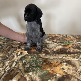 German Shorthaired Pointer Puppies from Jessica Johnson