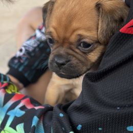 Wiggles - Sable male Cavapoo puppy in Albuquerque, New Mexico from Enchantment Cavapoo & Pugapoo Puppies