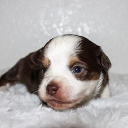 Ranger - Red tri male Toy Australian Shepherd puppy in Wiggins, Colorado from Mile High Acres & Aussies