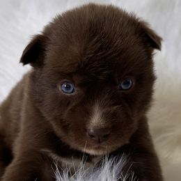 Boy 7 - Brown and white Siberian Husky puppy in Jonesborough, Tennessee from Dry Creek Siberians