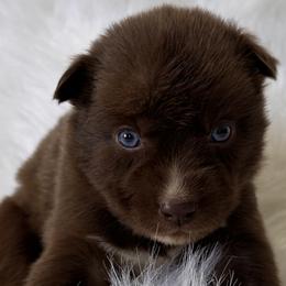 Boy 7 - Brown and white Siberian Husky puppy in Jonesborough, Tennessee from Dry Creek Siberians