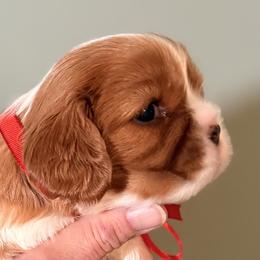 Alyssa (red ribbon) - Blenheim female Cavalier King Charles Spaniel puppy in Albany, Georgia from Legend Cavaliers