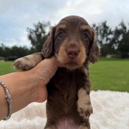 Lana (Financing Available) - Chocolate and tan female Dachshund puppy in Inverness, Florida from Canaan Farm Corgis