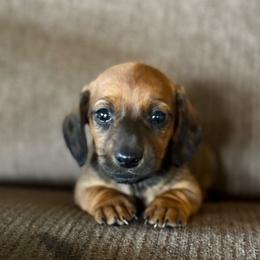 Rocket - Red male Dachshund puppy in Brave, Pennsylvania from Maple Moon Dachshunds
