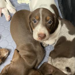 Poppy - Chocolate and tan female Dachshund puppy in Granbury, Texas from Welden’s Miniature Dachshunds