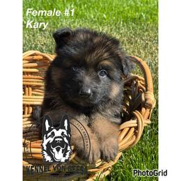 Kary - Black and red female German Shepherd puppy in Hesperia, California from Von Geesa