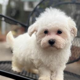 Teddy - White male Maltipoo puppy in Wendell, North Carolina from Teddys Teddy Bears