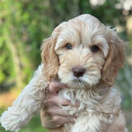 Boy 3 - Gold male Australian Cobberdog puppy in Grand Rapids, Michigan from Joreese Australian Cobberdogs
