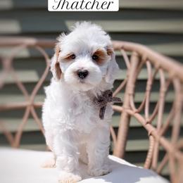 Thatcher - Parti male Goldendoodle puppy in Hilton, New York from The House of Goldendoodle