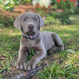Labrador Retrievers from Southern Cypress Retrievers