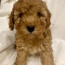 Prince - Red male Cockapoo puppy in Utica, Ohio from Poodle Me Crazy